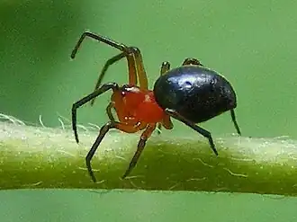 Hypsosinga pygmaea nigra