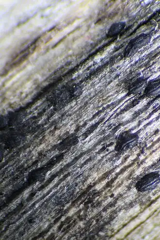 Muursporig spleetkooltje