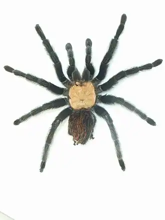 Hysterocrates maximus