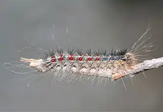 Net een speldenkussen - Plakker