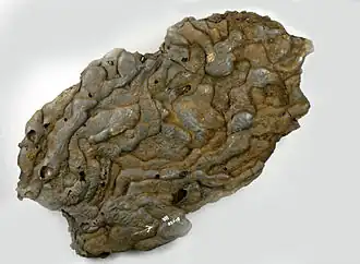 Grote slakkenhoop in het Orderbos