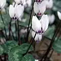 Cyclamen pseudibericum f. roseum in de botanische tuin van Göteborg