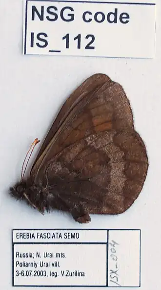 Erebia fasciata