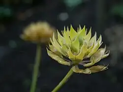 Gevleugelde hauwtjes van schermscheefbloem