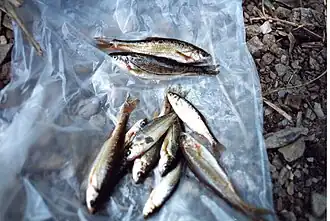 Iberochondrostoma almacai