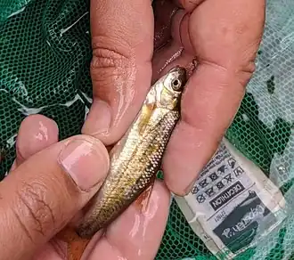 Iberochondrostoma lusitanicum