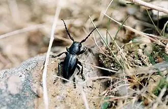 Iberodorcadion amorii