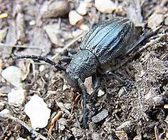 Iberodorcadion seoanei