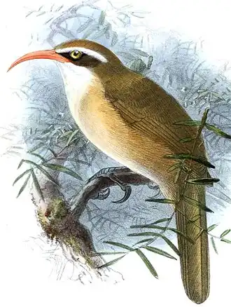 Roodsnavelkruiplijster