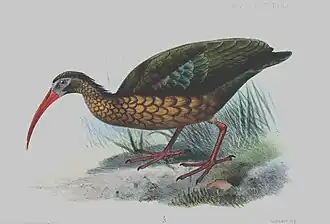 Olijfgroene ibis