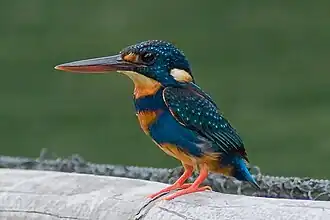 Blauwborstdwergijsvogel