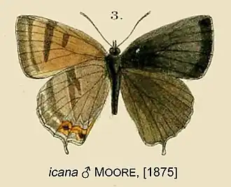 Esakiozephyrus icana