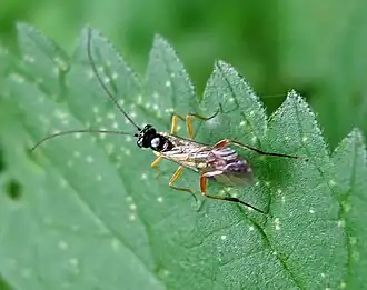 Virgichneumon digrammus