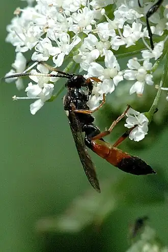 Ichneumon gracilentus