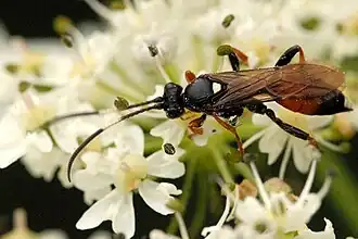 Ichneumon minutorius