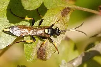 Ichneumon stramentor