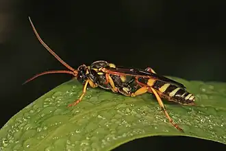 Ichneumon ambulatorius