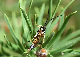 Ichneumon annulatorius