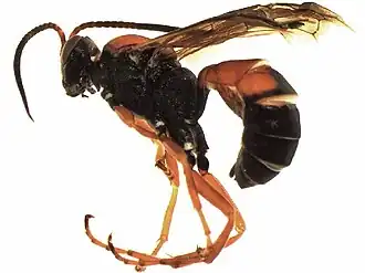Ichneumon discoensis