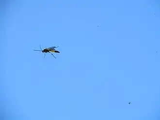 Ichneumon inquinatus