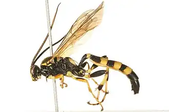Ichneumon memorator