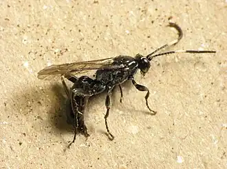 Ichneumon mendax