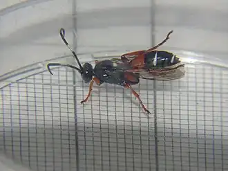 Ichneumon promissorius