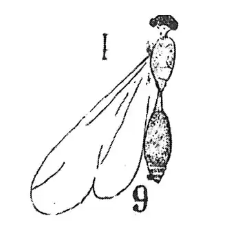 Ichneumon pteromajus