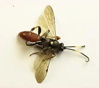 Ichneumon ultimus