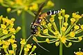 bloemen met Ichneumon sluipwesp