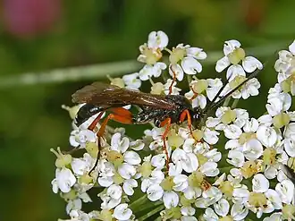 Virgichneumon maculicauda