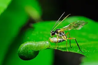 Smicroplectrus quinquecinctus