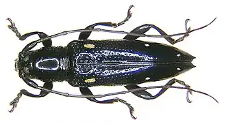 Ichthyodes acutipennis