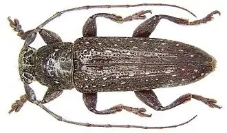 Ichthyodes affinis