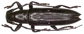 Ichthyodes biguttula