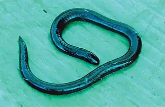 Ichthyophis mindanaoensis