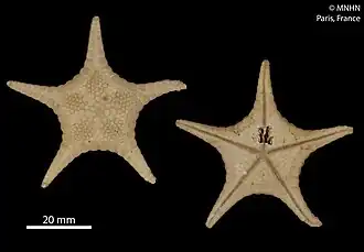 Iconaster uchelbeluuensis