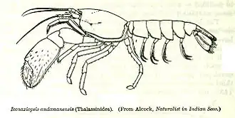 Eiconaxius andamanensis