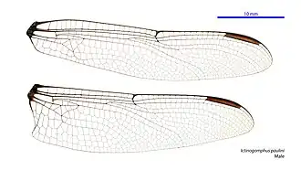 Ictinogomphus paulini
