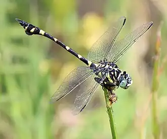 Ictinogomphus pertinax