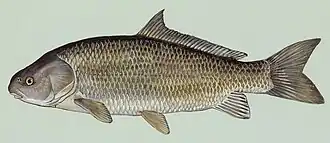 Ictiobus niger