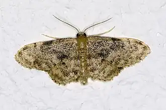 Idaea inquinata Roestige stipspanner