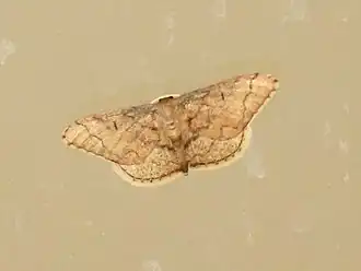 Idaea amplipennis