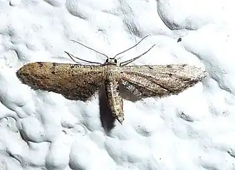 Idaea attenuaria