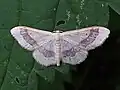 Idaea aversata Grijze stipspanner