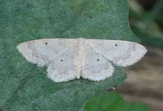 Idaea biselata Schildstipspanner