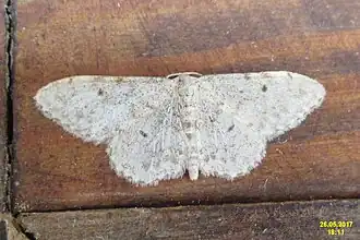 Idaea camparia