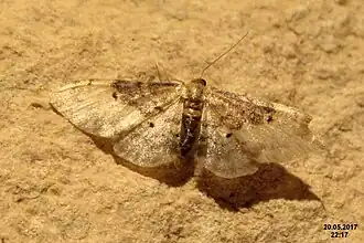 Idaea intermedia