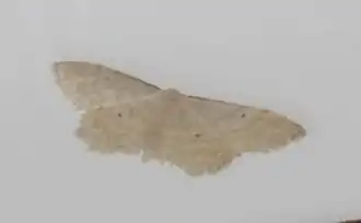 Idaea consanguiberica