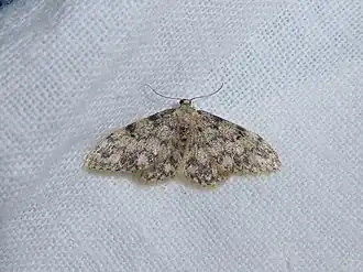 Idaea contiguaria